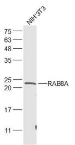 RAB8A Antibody in Western Blot (WB)