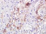 Rab3A+Rab3B+Rab3C+Rab3D Antibody in Immunohistochemistry (Paraffin) (IHC (P))