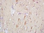 Slitrk1 Antibody in Immunohistochemistry (Paraffin) (IHC (P))
