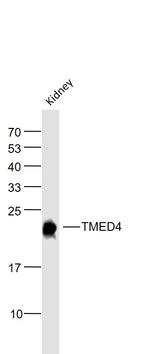 TMED4 Antibody in Western Blot (WB)