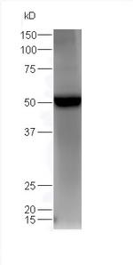 Estrogen Related Receptor gamma Antibody in Western Blot (WB)
