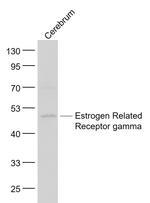 Estrogen Related Receptor gamma Antibody in Western Blot (WB)