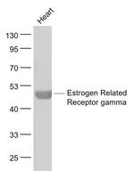 Estrogen Related Receptor gamma Antibody in Western Blot (WB)