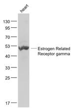Estrogen Related Receptor gamma Antibody in Western Blot (WB)