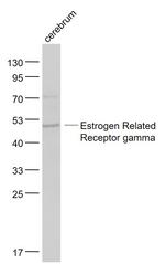Estrogen Related Receptor gamma Antibody in Western Blot (WB)