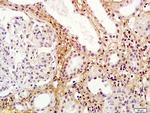 RORG Antibody in Immunohistochemistry (Paraffin) (IHC (P))