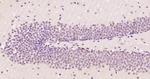 OTUB Antibody in Immunohistochemistry (Paraffin) (IHC (P))