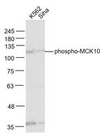 Phospho-MCK10 (Tyr513) Antibody in Western Blot (WB)