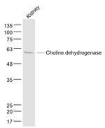 Choline dehydrogenase Antibody in Western Blot (WB)