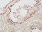 Prostatic Acid Phosphatase Antibody in Immunohistochemistry (Paraffin) (IHC (P))