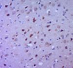 IL-1 Beta Antibody in Immunohistochemistry (Paraffin) (IHC (P))