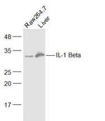 IL-1 Beta Antibody in Western Blot (WB)