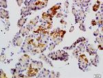 GLUT10 Antibody in Immunohistochemistry (Paraffin) (IHC (P))
