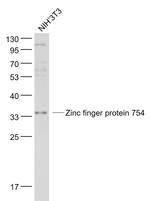 Zinc finger protein 754 Antibody in Western Blot (WB)