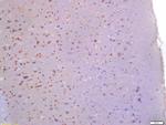 Glutamine PRPP amidotransferase Antibody in Immunohistochemistry (Paraffin) (IHC (P))