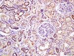 DDIT4L Antibody in Immunohistochemistry (Paraffin) (IHC (P))