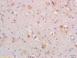 Gas1 Antibody in Immunohistochemistry (Paraffin) (IHC (P))