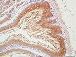 CHCHD2 Antibody in Immunohistochemistry (Paraffin) (IHC (P))