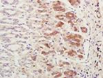 CHCHD2 Antibody in Immunohistochemistry (Paraffin) (IHC (P))