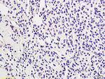LHR Antibody in Immunohistochemistry (Paraffin) (IHC (P))