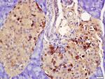 PRLR Antibody in Immunohistochemistry (Paraffin) (IHC (P))