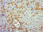 Caspase-8 subunit p18 Antibody in Immunohistochemistry (Paraffin) (IHC (P))