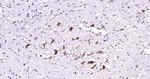 ITPR3 Antibody in Immunohistochemistry (Paraffin) (IHC (P))