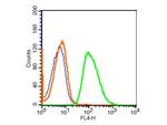 Phospholipase C beta 2 Antibody in Flow Cytometry (Flow)