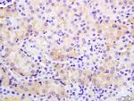 PMCA2 Antibody in Immunohistochemistry (Paraffin) (IHC (P))
