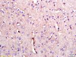 PMCA2 Antibody in Immunohistochemistry (Paraffin) (IHC (P))