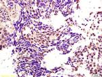 CENPH Antibody in Immunohistochemistry (Paraffin) (IHC (P))