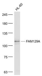 FAM129A Antibody in Western Blot (WB)