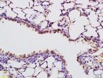 RNASE4 Antibody in Immunohistochemistry (Paraffin) (IHC (P))