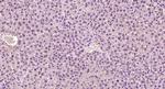 HHEX Antibody in Immunohistochemistry (Paraffin) (IHC (P))