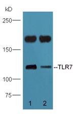 TLR7 Antibody in Western Blot (WB)