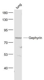 Gephyrin Antibody in Western Blot (WB)