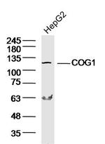 COG1 Antibody in Western Blot (WB)