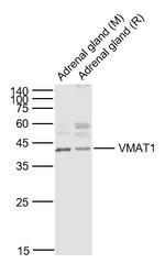 VAT1 Antibody in Western Blot (WB)