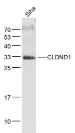 CLDND1 Antibody in Western Blot (WB)