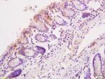 Sema3C Antibody in Immunohistochemistry (Paraffin) (IHC (P))