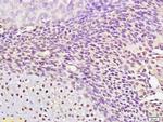 AP2 gamma Antibody in Immunohistochemistry (Paraffin) (IHC (P))