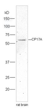 Cytochrome P450 17A1 Polyclonal Antibody
