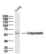 Calpastatin Antibody in Western Blot (WB)
