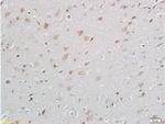GANAB Antibody in Immunohistochemistry (Paraffin) (IHC (P))