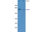 KIRREL2 Antibody in Western Blot (WB)