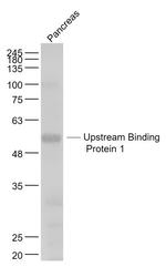 Upstream Binding Protein 1 Antibody in Western Blot (WB)