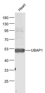 UBAP1 Antibody in Western Blot (WB)