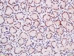 Ubiquitously expressed transcript Antibody in Immunohistochemistry (Paraffin) (IHC (P))