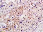 IL-10 Antibody in Immunohistochemistry (Paraffin) (IHC (P))