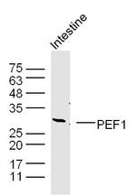 PEF1 Antibody in Western Blot (WB)